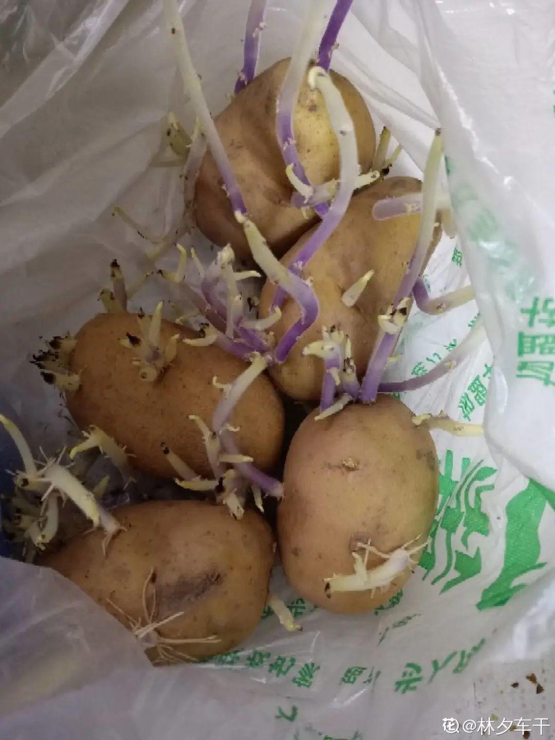 红薯|山药杆竖着都能长···还有啥不能养？玉米棒子活了