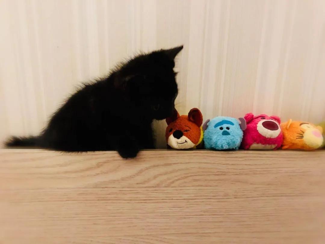 猫去世后会埋在哪里 1e1b8d92957d4d9991eb5d7e202eb94b.jpeg