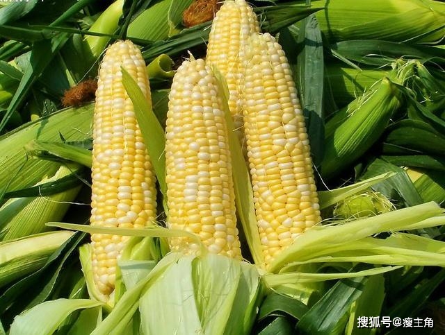 
玉米作为主食 热量是几多？【kaiyun体育app官网下载】(图1)