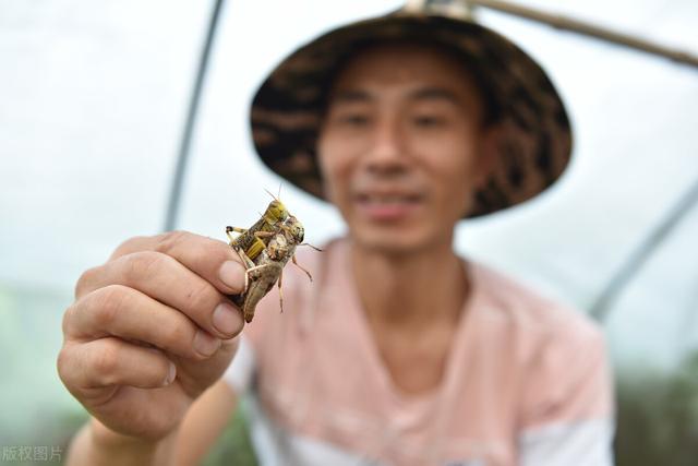 养殖的蚂蚱怎么吃