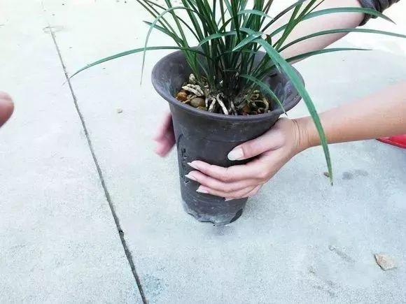 怎么养花才能爆根 fe7a059e6d744e33b635413add7f3d6d.jpeg