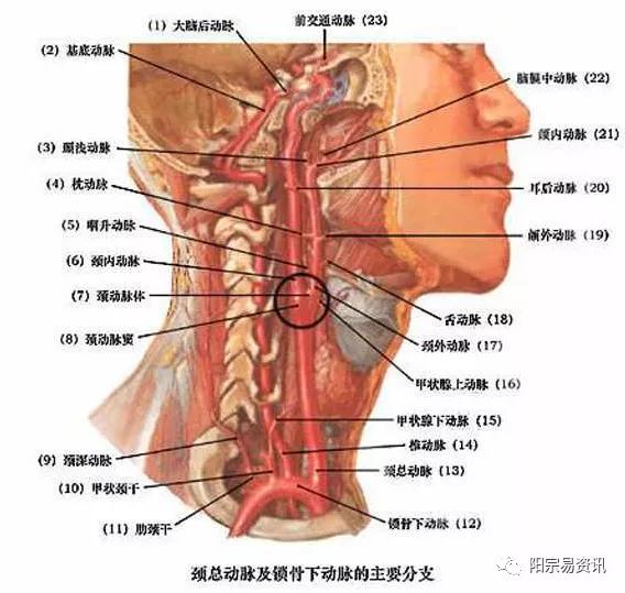 颈动脉窦确实就是这么一个"死穴",具体部位参见下面两幅图: 图(1) 图