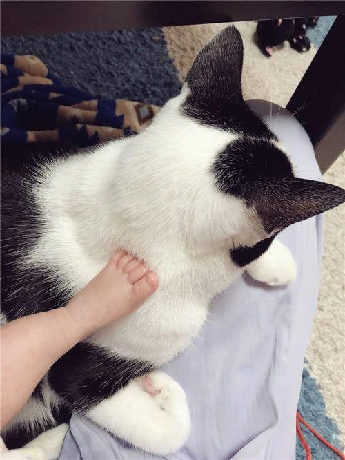 猫咪和人类幼崽谁更像 c1e5a8de396442499d4335d1c987bcae.jpeg