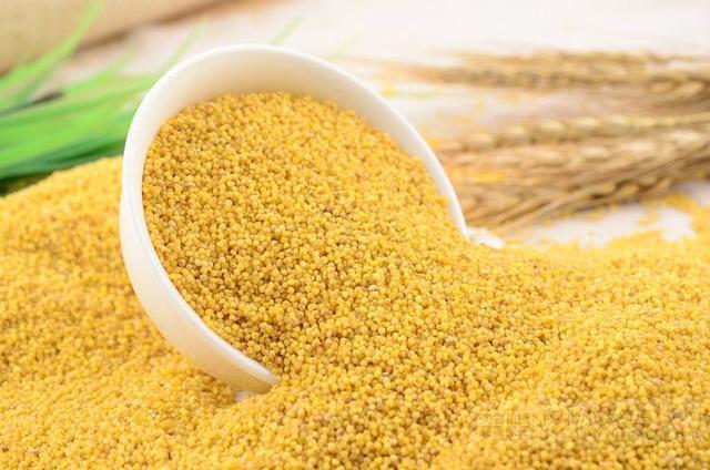 什么季节种小米 2a6d14539a4e497e83af2a04e164ae79.jpeg