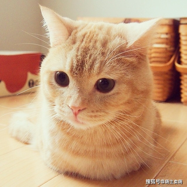 小猫咪呆呆傻傻的样子看着就是这样可爱