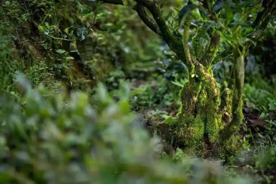 茶叶|喝着却不香的白茶，能算好茶吗？闻着香