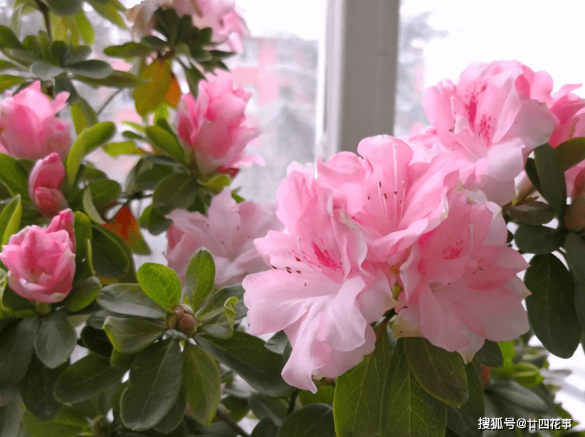 a7c871b8e26e4b66afca04ca470f46c2.png