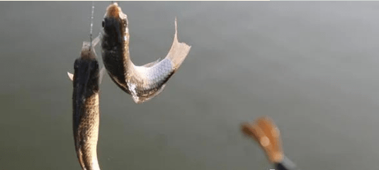 鱼多久会上钩 418a6ac2fe82422bbbf3c948458266c3.png