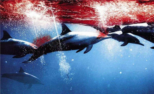 日本为何坚持捕杀鲸鱼？不单是为了吃肉，真正的意图值得世界警惕_海豚