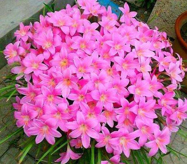 好养活的花卉植物好看 8a86164d7cde4e149a289e92278b1185.jpeg