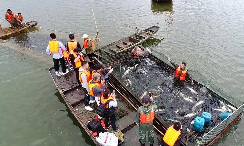 沅江|百日攻坚 百日冲刺 | “沅江大头鱼”大丰收，鱼跃人欢