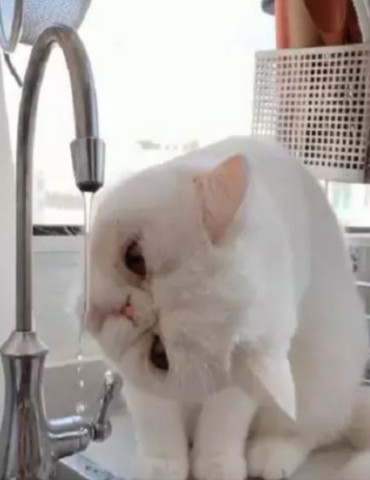 9e1c265000114ab3834f4c2d297f9a1c.jpeg
