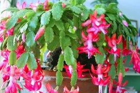 蟹爪兰浇水方法视频 f5a17a6de4e240daae3a270bd4a03bc0.jpeg