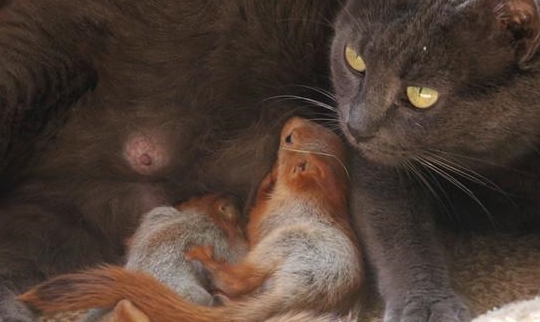 鼠什么时候出洞 1205bf32e4454f6699fad13291ba6479.jpeg