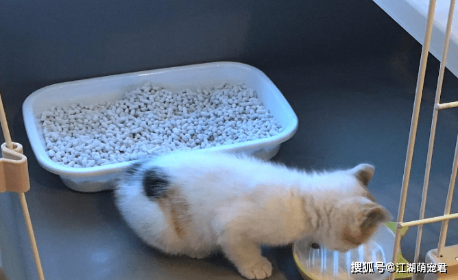 怎么看小猫有没有上厕所 21551aa707484a50a30a6bb1a1000352.png