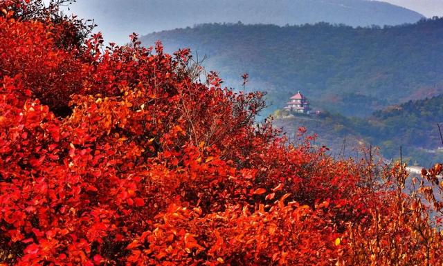 01 香山公园(首都·北京) 北京香山是四大赏枫胜地之一,更称得上是