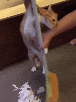 02 装修小能手 主人离开家3天后回来 这个百褶窗不行,不够褶