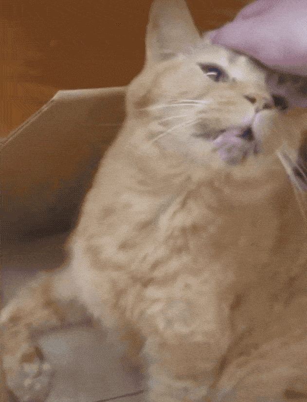 29岁老猫的一个举动，惹哭10万网友