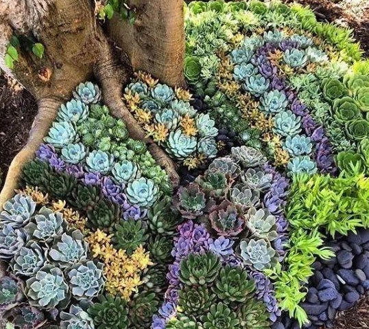 多肉怎么长粗不长高 884be752f13740c583161ae24dbaebd9.jpeg