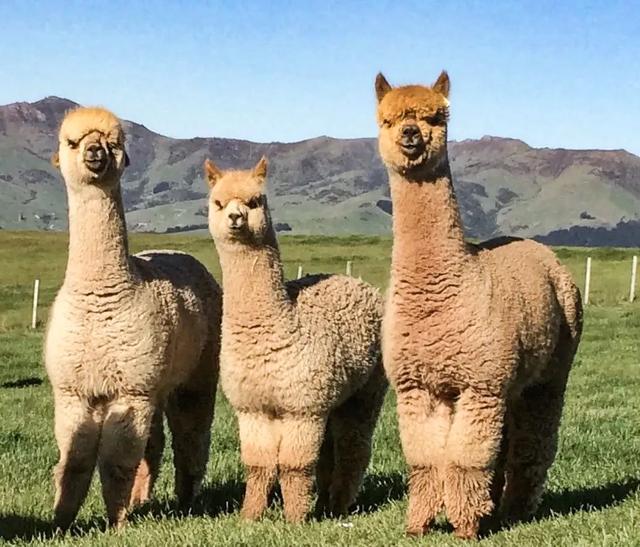 番薯|天津人的性格是如何养成的？