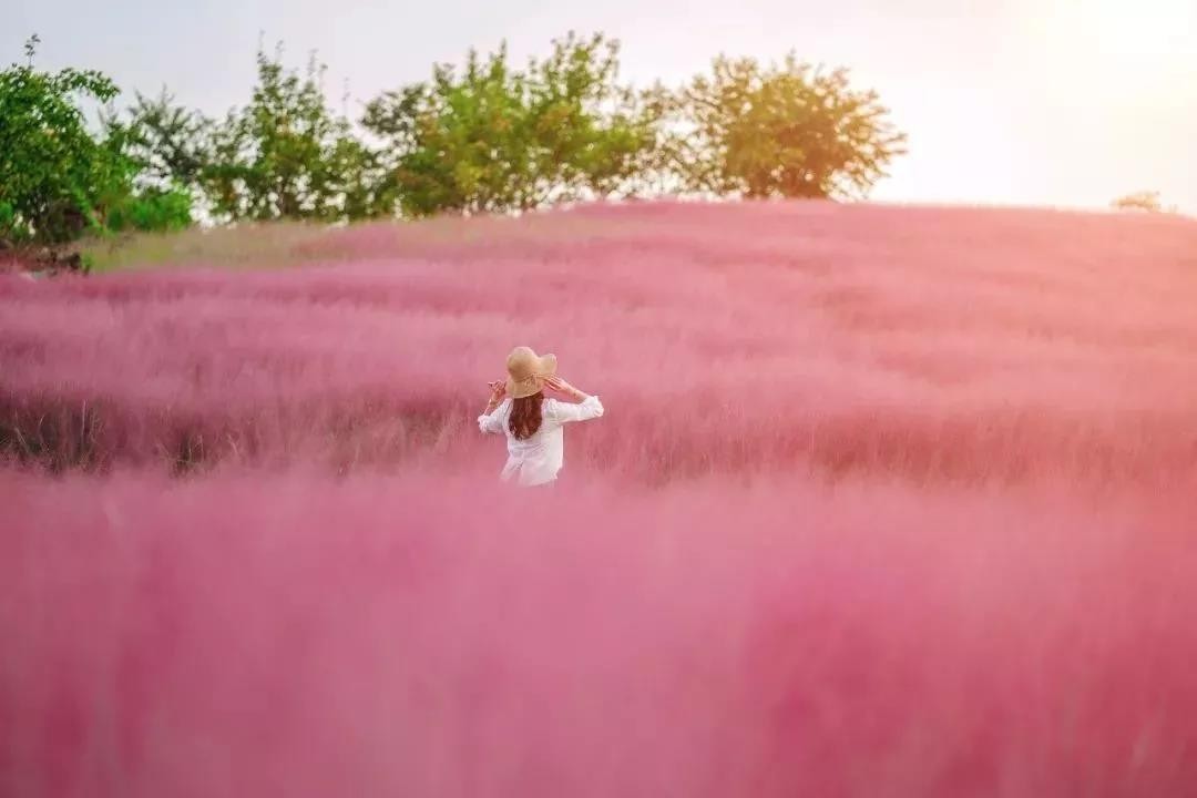 霍山船仓花海粉黛盛开 赏花泡汤畅游人间仙境