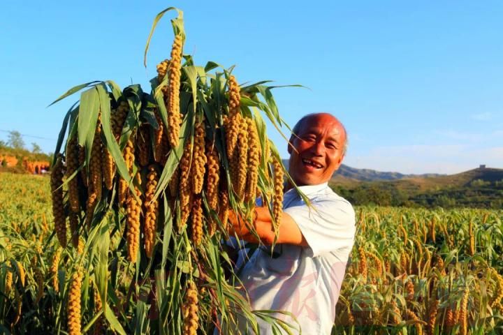 洛阳伊滨:大谷关的谷子迎来丰收年