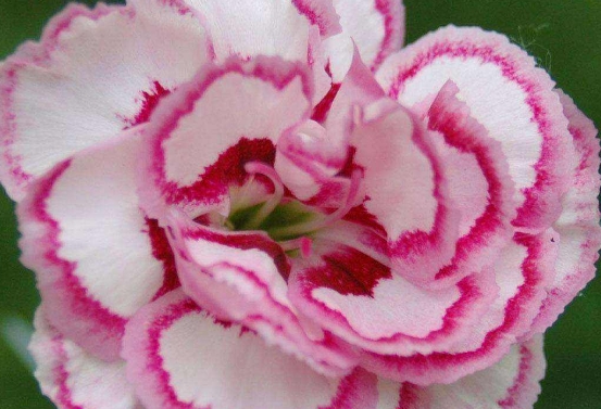 零食|没事吃点“零食”,一月一次,花开盆盆红养盆“康乃馨”