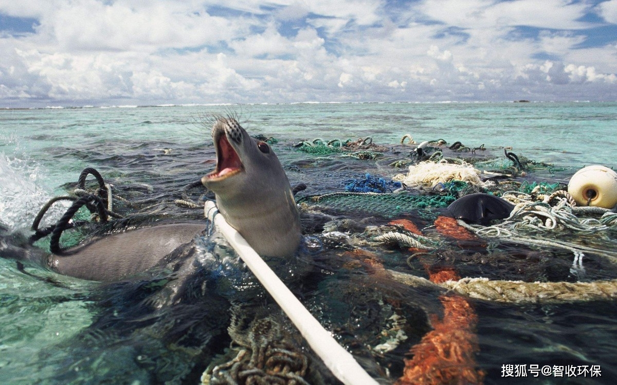 塑料污染到底有多可怕?_海洋生物