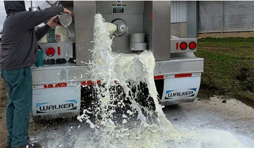 牛奶|为何农场主将牛奶倒进河，也不给穷人喝？