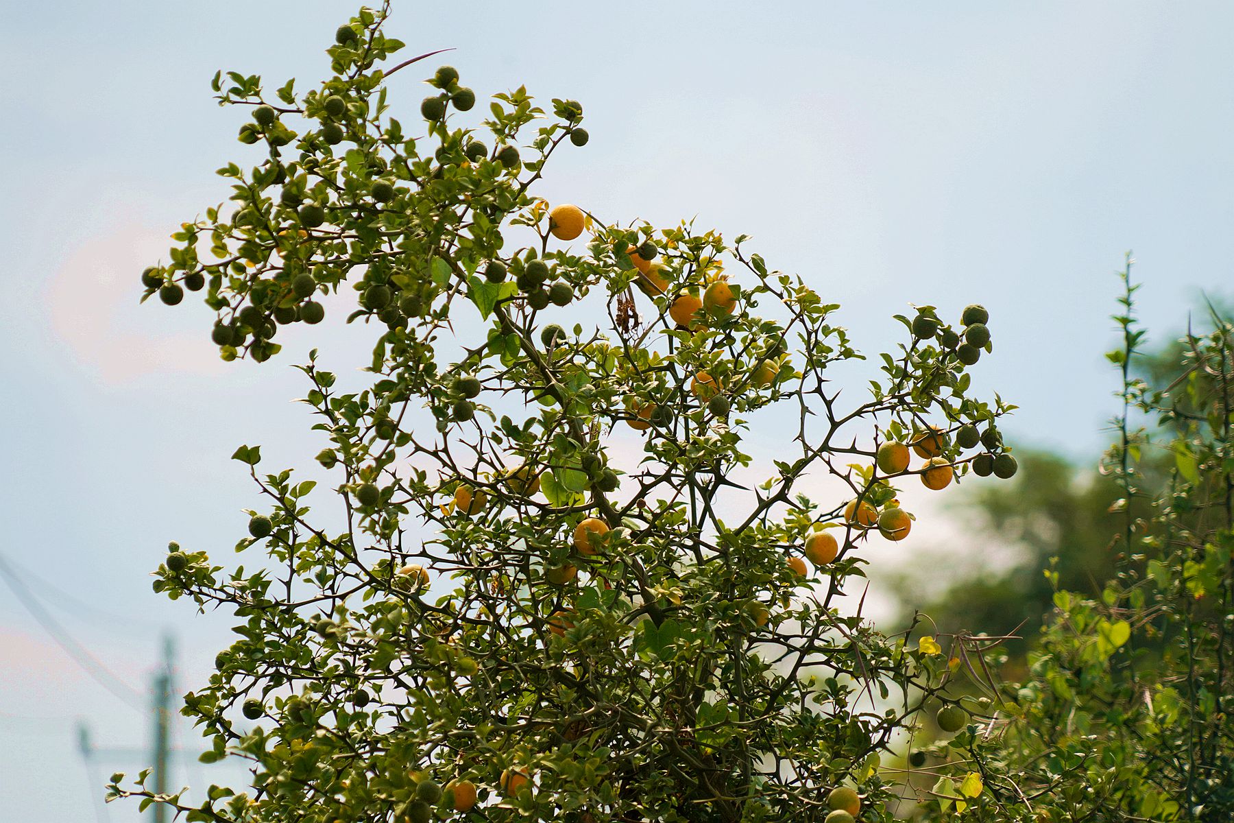 树梢的铁梨寨果实已经开始成熟了,发青的还是占大多数,有一部分变黄
