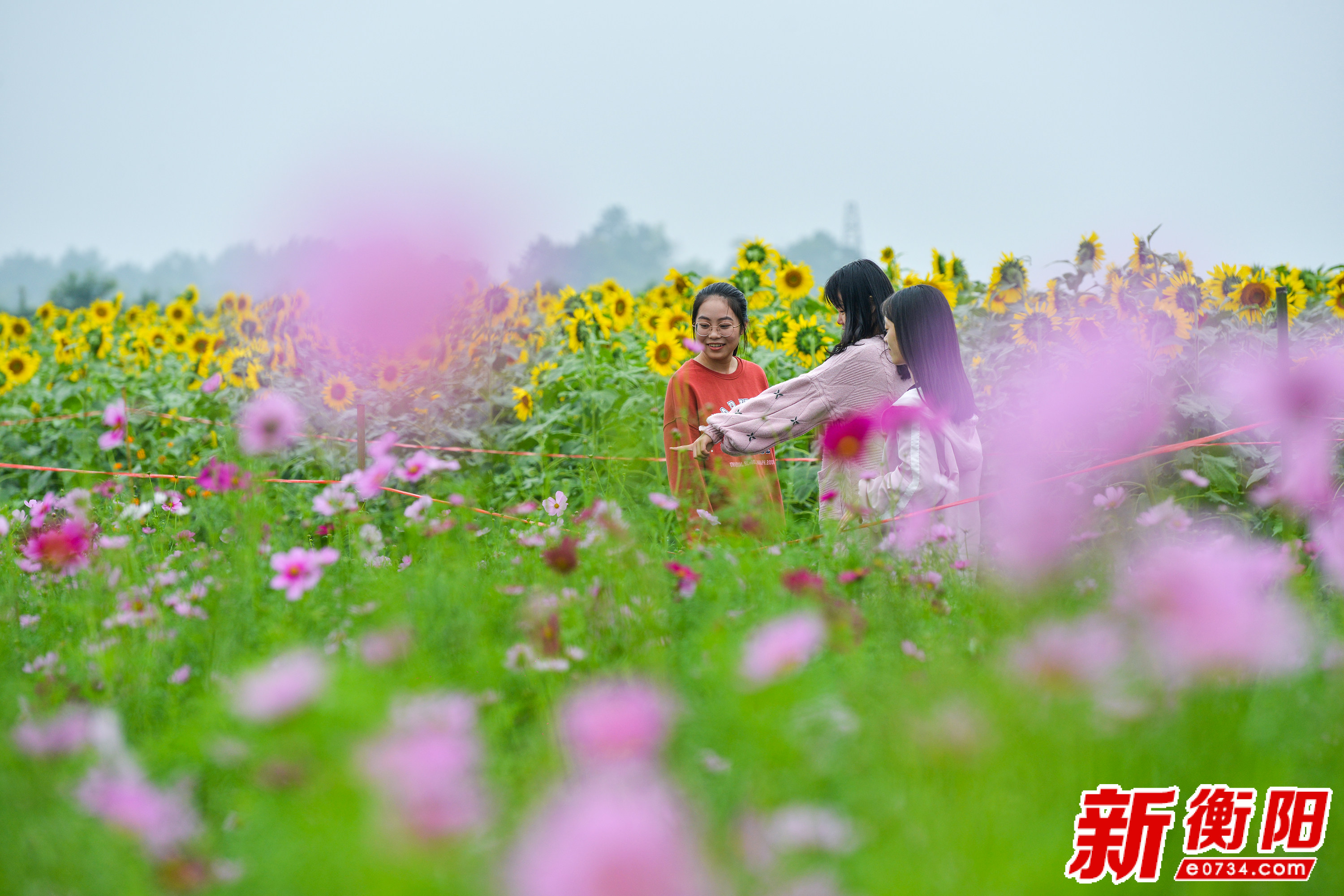 我们的节日.中秋:洣水湿地百亩花海盛开 只待"双节"迎客来