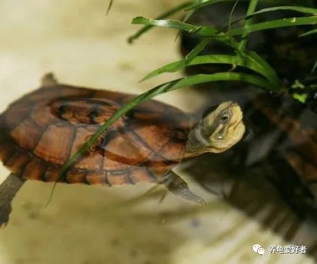 乌龟怎么养的方法 ef6bab9d727c4a77924bf85fe614f54f.jpeg