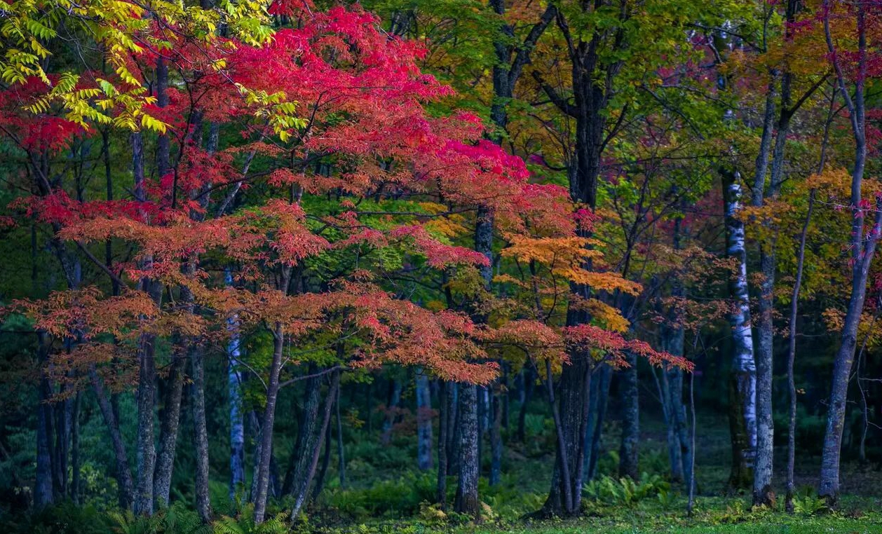 吉林的秋天这么美！长白林海，层林尽染，犹如一幅色彩斑斓的画卷