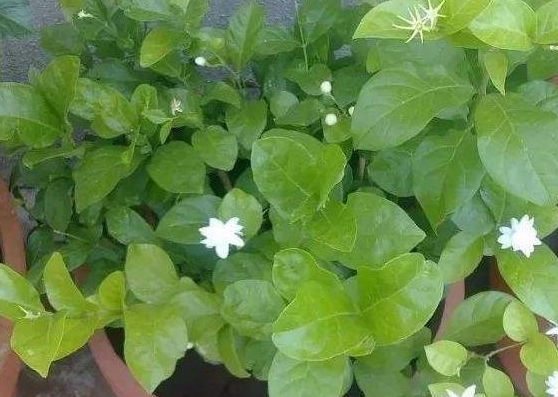 茉莉花最好的肥料是什么肥料 326fc13843d34d108e1242e32334f6cc.jpeg