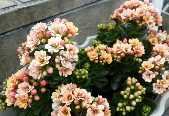各种类型的花的价格 cb535a95f83c401091b0003ae01edf96.jpeg
