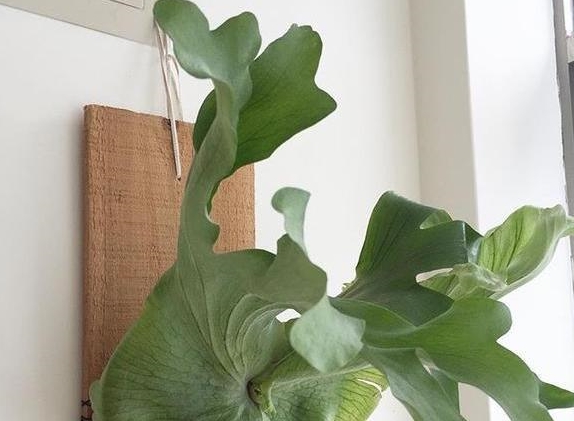 富贵竹怎么养才能更旺盛相关推荐 80e52395599149338c2ca3cbdb271bdd.jpeg