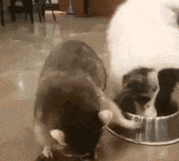 小浣熊背对着偷狗粮,边牧看了哭笑不得:转过身我就看不见你了吗