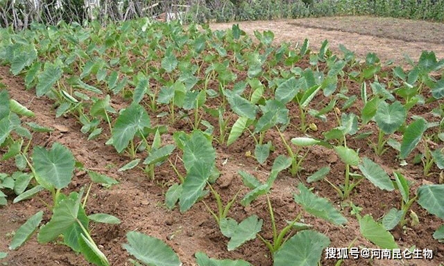 三,芋头生长习性