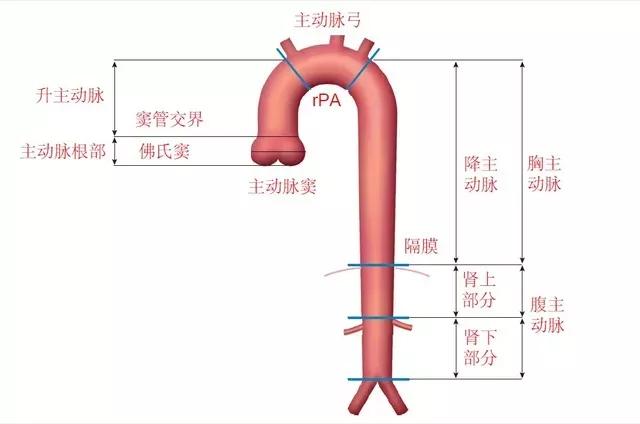 36岁男星因主动脉夹层离世当心这个血管内的定时炸弹