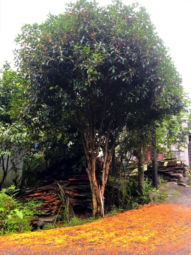 溢满香气,桂花树溢满香气,桂花树