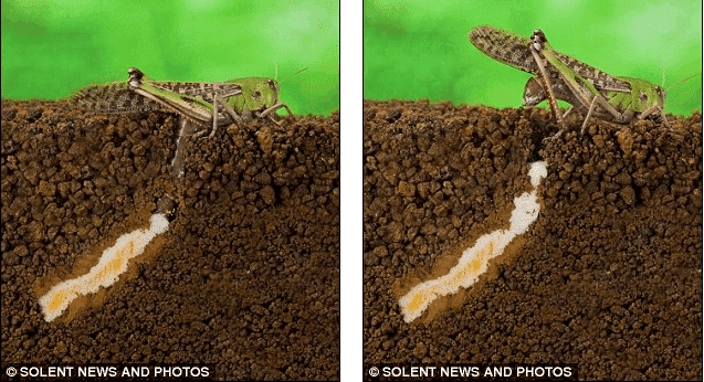 实拍蝗虫产卵全过程生殖器竟是身体的两倍长