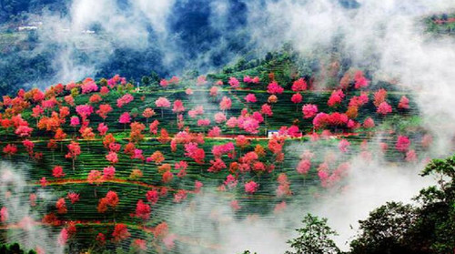 民宿旅游|关于暂时关闭大理无量山樱花谷aaa级景区的公告