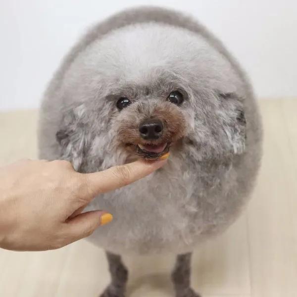 原创贵宾犬做奇葩造型结果意外走红铲屎官揭露狗狗背后心酸真相