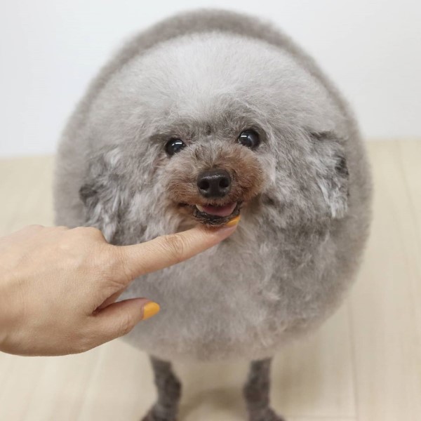 原创贵宾犬以前常被嘲笑,主人帮它换"海豹"造型,立刻变身网红