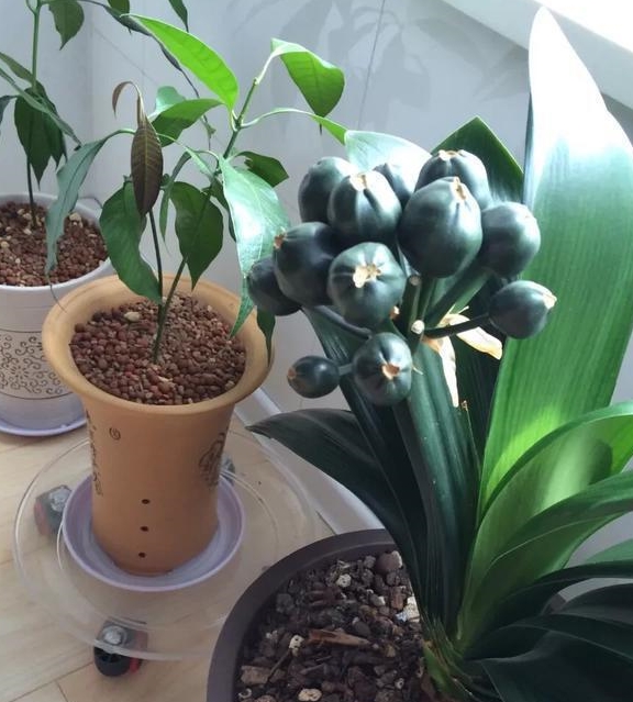 在网上如何买到君子兰 03eb49ee4ee34c129a89eff5c850da74.jpeg