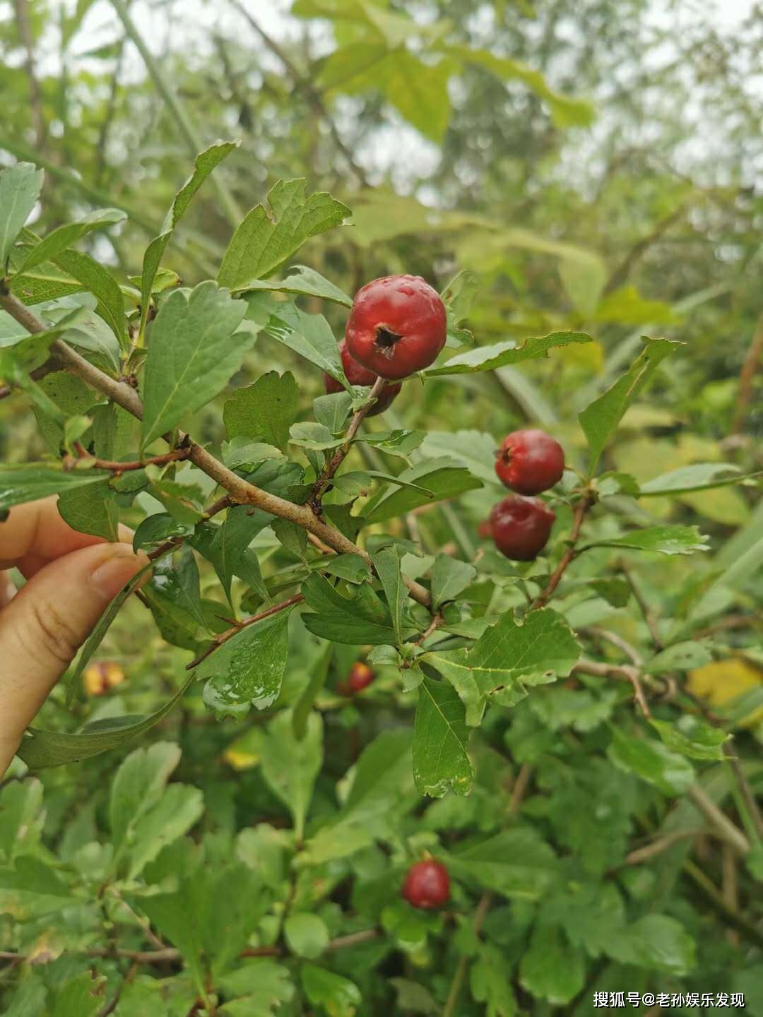 乡情|除了枞菌，还收获了不曾想到的两位姐姐在细雨中穿梭山林寻美味