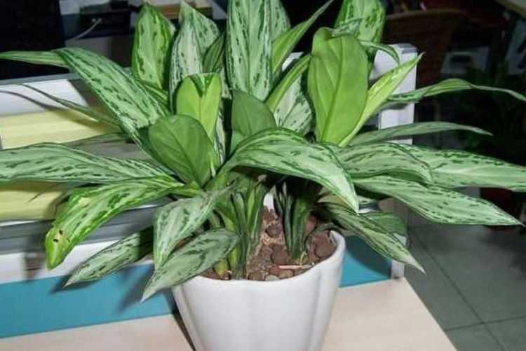 适合在家里养的四季常绿的植物 a36b5fac8bbd40ed82c1bb732c356ca7.jpeg