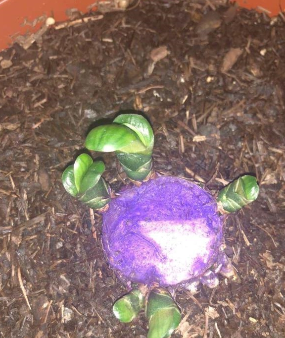 西瓜怎么切一刀就能切9块 d915537759b84504bb806af4d6c2a96b.jpeg