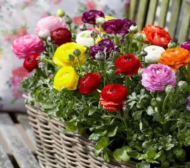 如何在网上购买花卉 5fd51848fb414ce8a7c7c7c826087057.jpeg