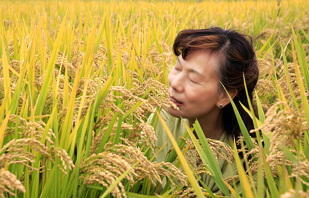 喜看稻菽千重浪